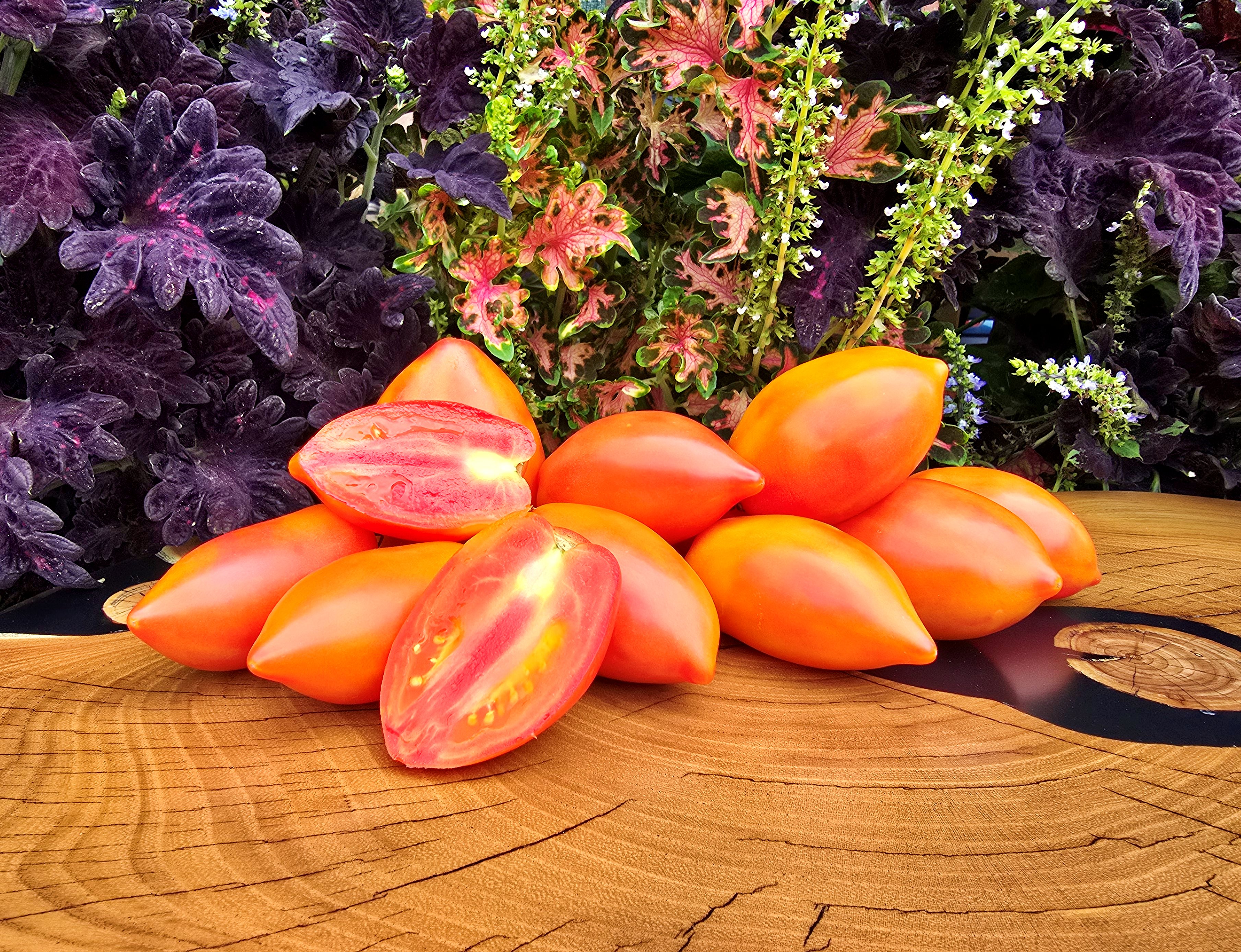 tomato._530さん5-22-2 Pink Tomatoes: SUNKISSED PEACH Dwarf Tomato